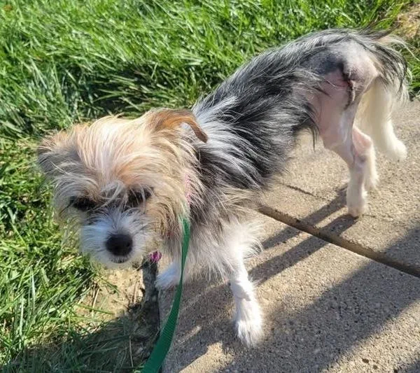 A young small-sized female Chihuahua dog named Doni for adoption in Sioux City, IA