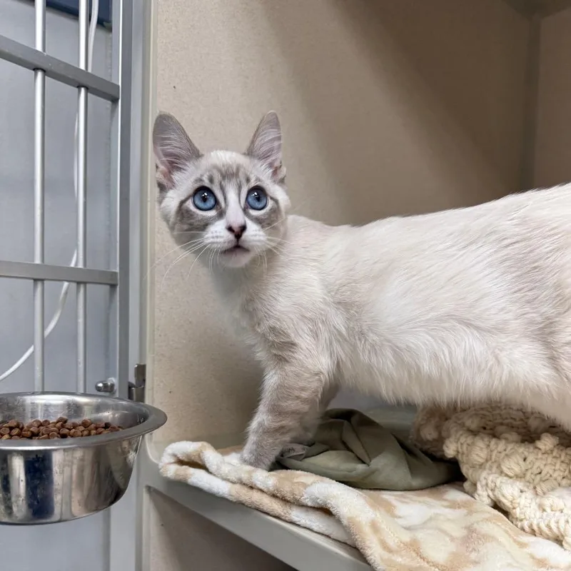 A baby small-sized male Domestic Short Hair cat named Snowball for adoption in Great Falls, MT