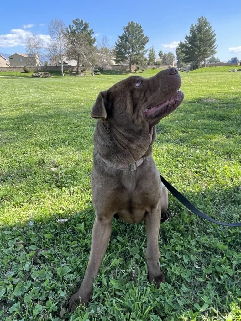 Tiny The Treasure thumbnail 2