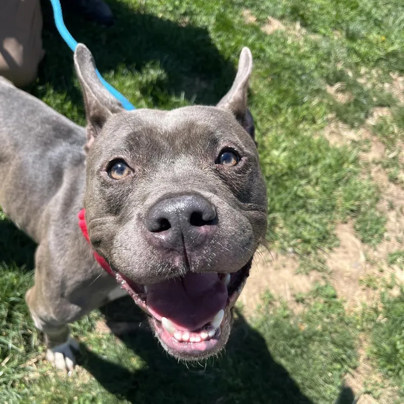 An adult medium-sized female Gray / Blue / Silver Mixed Breed dog named Ezra for adoption in Medford, NJ