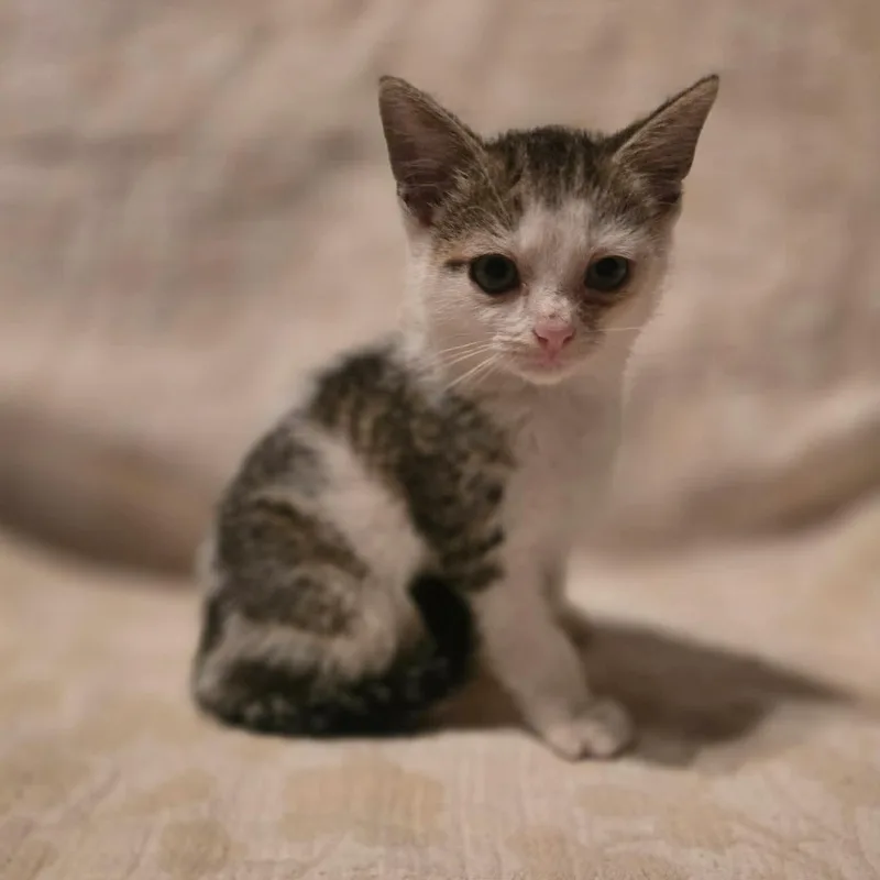 A baby medium-sized male Tabby (Gray / Blue / Silver) Domestic Short Hair cat named Freddie for adoption in Aberdeen, NC