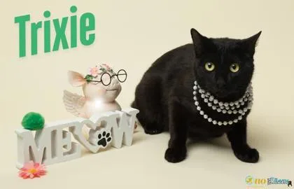 Trixie