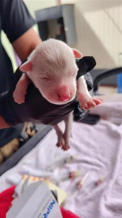 A baby small-sized female White / Cream Shepherd dog named 2 for adoption in El Paso, TX