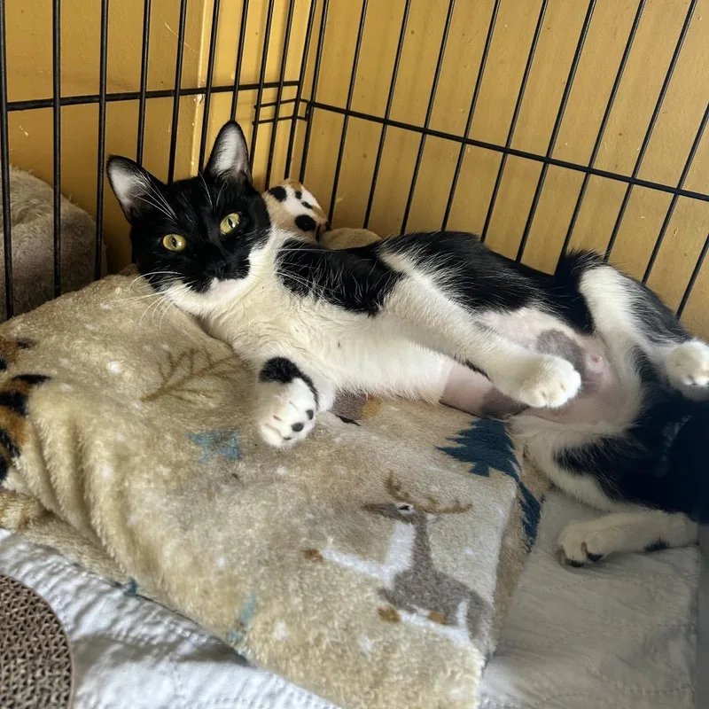An adult medium-sized female Domestic Short Hair cat named Oreo for adoption in Middletown, NY