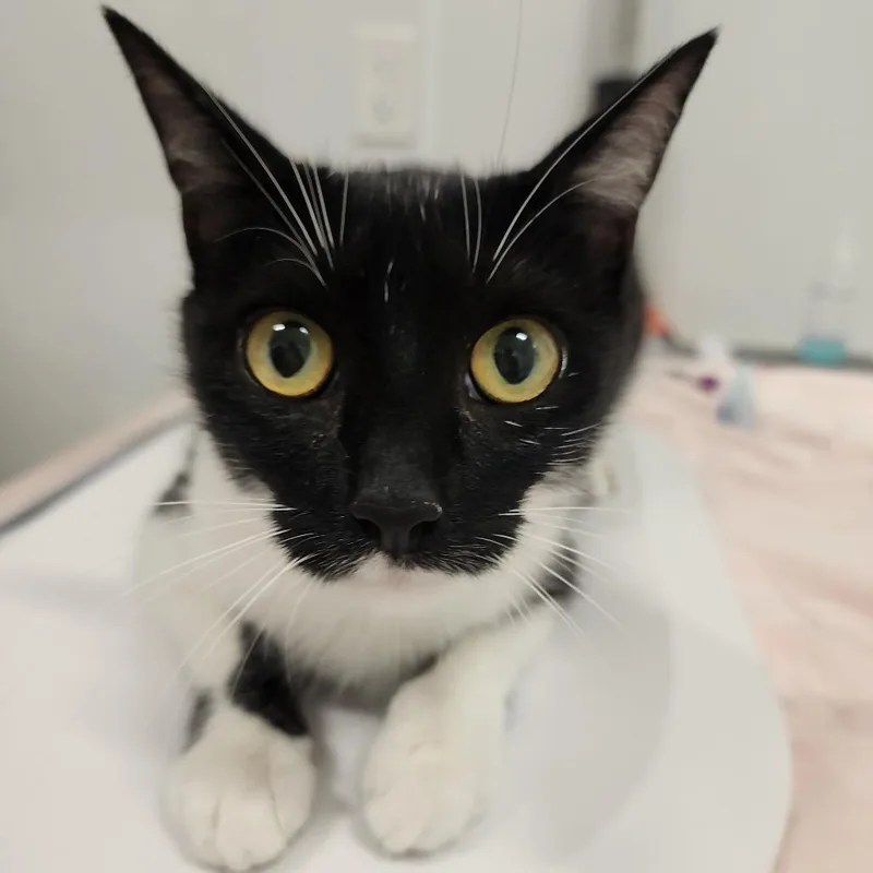 Oreo thumbnail 2