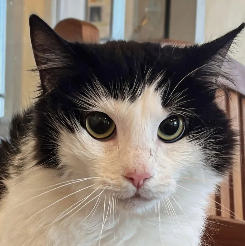 An adult medium-sized female Black & White / Tuxedo Domestic Medium Hair cat named Moosh for adoption in Burlingame, CA