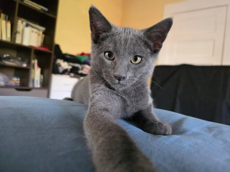 A baby small-sized male Domestic Short Hair cat named Thomas O'Malley for adoption in South Pasadena, CA