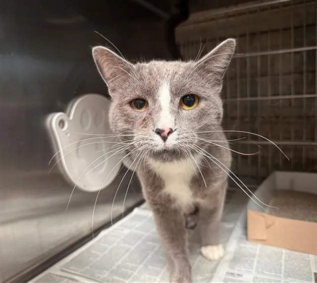 An adult medium-sized male Domestic Short Hair cat named Thorn for adoption in Baldwin Park, CA