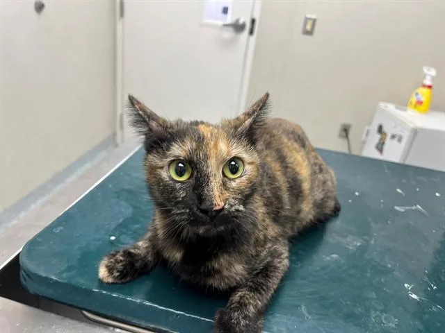 An adult large-sized female Domestic Short Hair cat named Mimi for adoption in Garland, TX