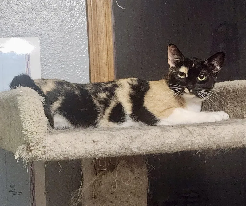 A young medium-sized female Calico cat named Tiana & Talia Bonded for adoption in Farmington, MN