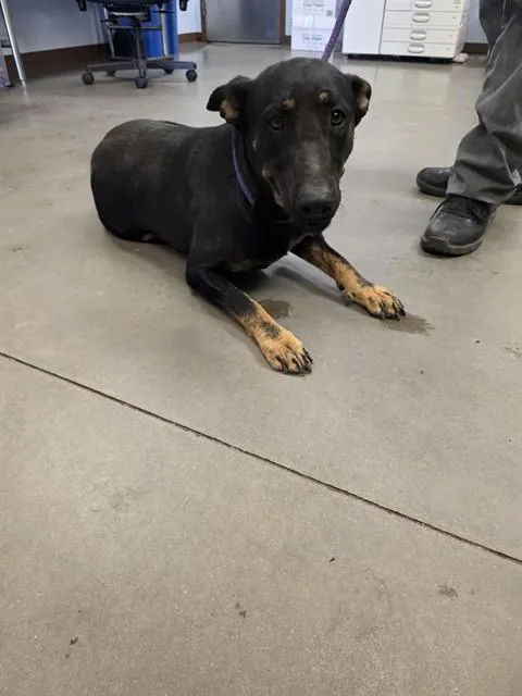 A young large-sized female German Shepherd Dog dog named Amira for adoption in Phoenix, AZ