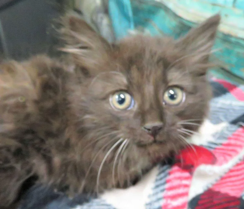 A baby medium-sized female Black Domestic Long Hair cat named Raven for adoption in Lexington, VA