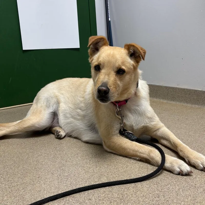 An adult large-sized male Yellow / Tan / Blond / Fawn Terrier dog named Lucky for adoption in Brookfield, WI