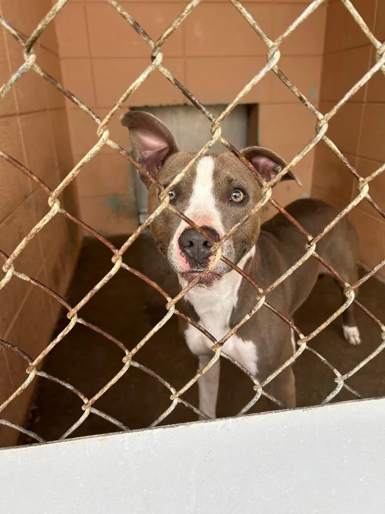 An adult medium-sized female Pit Bull Terrier dog named Tia for adoption in Gautier, MS