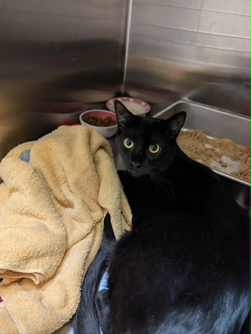 An adult medium-sized female Black Domestic Short Hair cat named Daisy for adoption in Chambersburg, PA