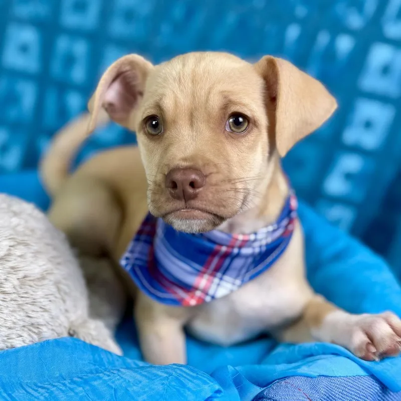 Queso  My Mom thumbnail 2