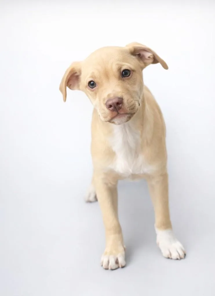 Queso  My Mom thumbnail 5