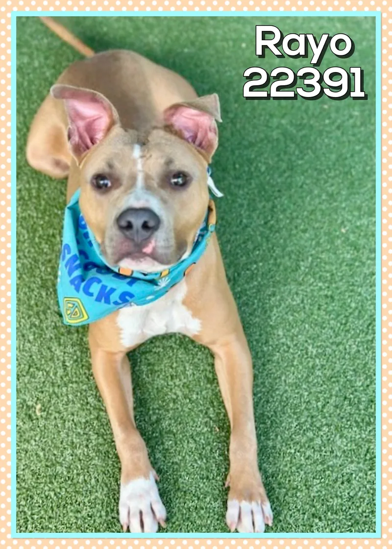 A young medium-sized male Brown / Chocolate American Staffordshire Terrier dog named Rayo for adoption in Marietta, GA
