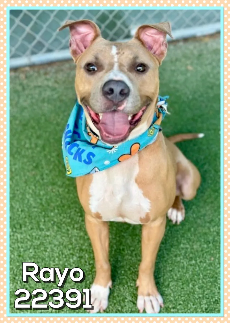 Rayo thumbnail 5