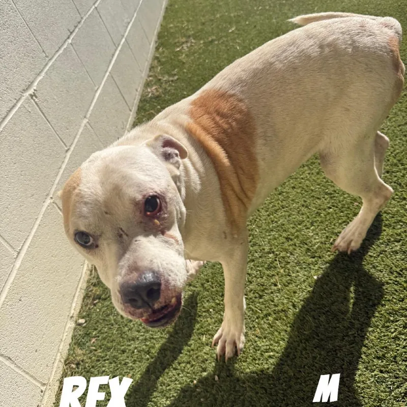 Rex