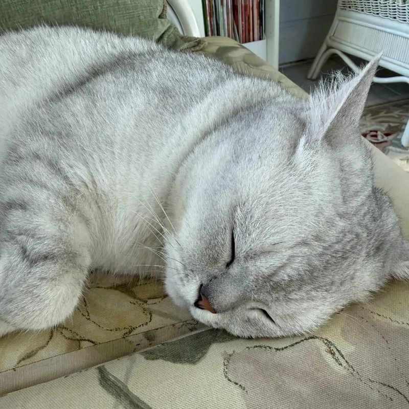 Macchiato thumbnail 4