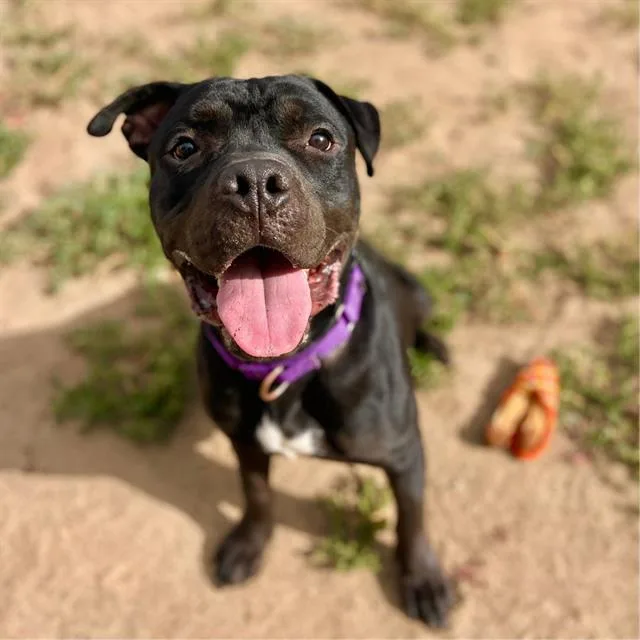 An adult large-sized male American Bulldog dog named Pete for adoption in Fort Collins, CO