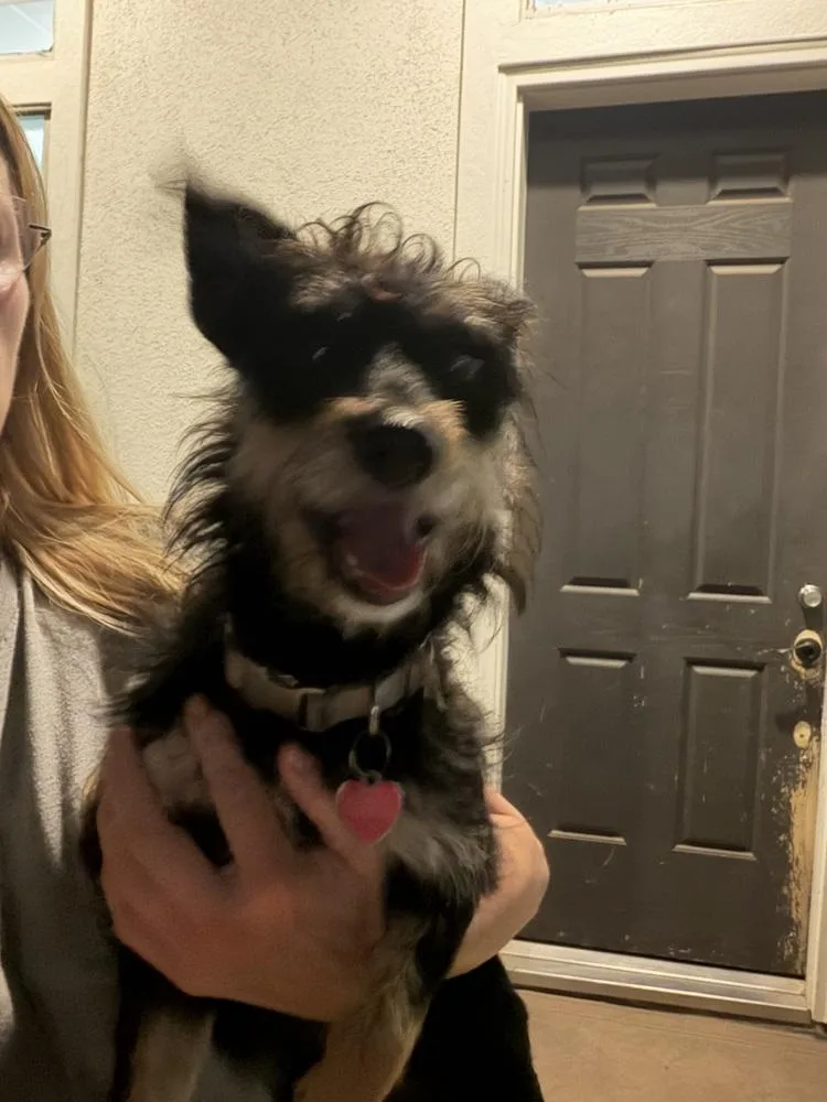 An adult small-sized female Brown / Chocolate Terrier dog named Karina for adoption in Richmond, TX