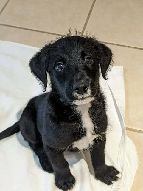 A baby large-sized male Labrador Retriever dog named Duster for adoption in Newport, KY