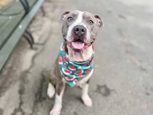 An adult large-sized male Mixed Breed dog named Baby Boy for adoption in New York, NY