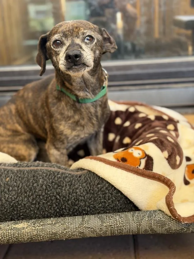 An adult small-sized male Chihuahua dog named Skip for adoption in Santa Maria, CA