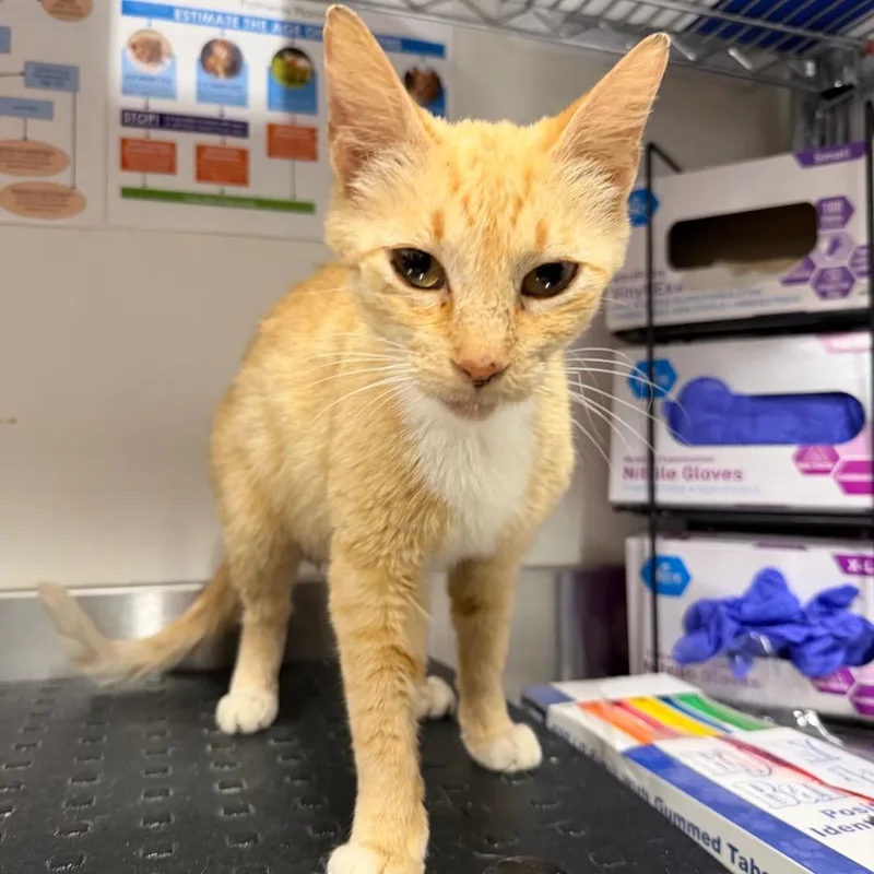 An adult medium-sized female Orange / Red Domestic Short Hair cat named Big Orange for adoption in League City, TX