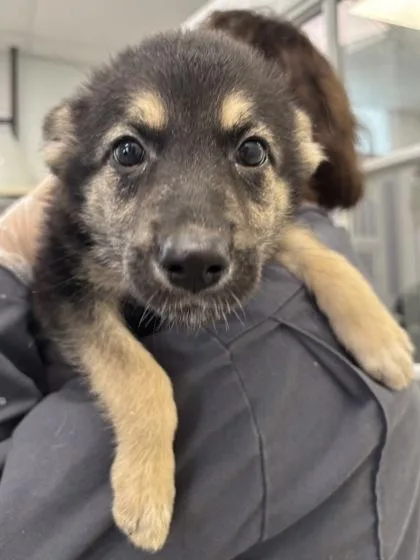 A baby medium-sized female Shepherd dog named Koala  Gillette Stadium for adoption in East Brookfield, MA