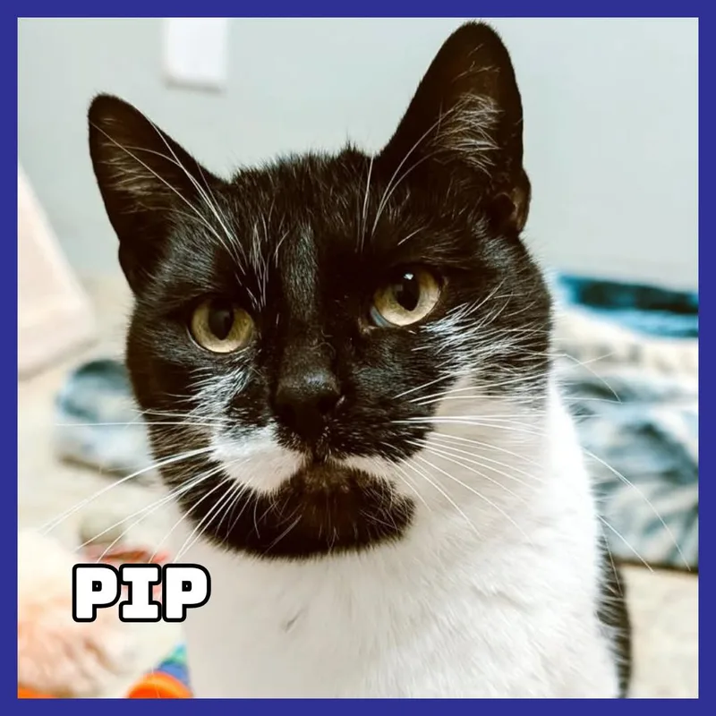 Pip