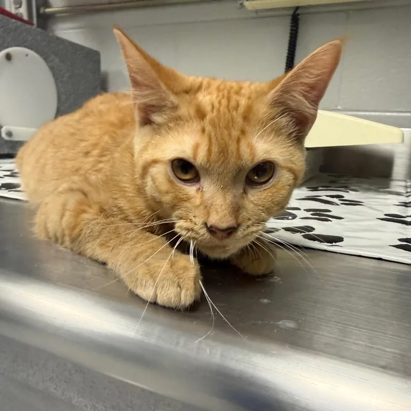A young medium-sized male Orange / Red Domestic Short Hair cat named Orange for adoption in Greenville, SC
