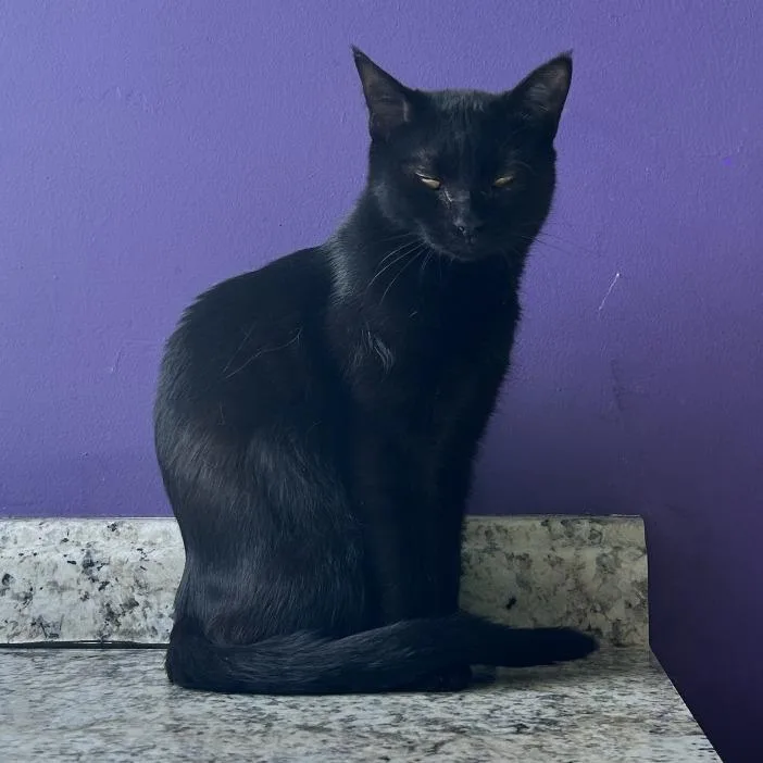 An adult medium-sized female Black Domestic Short Hair cat named Jaques 'Jackie' Dallas for adoption in Denver, CO