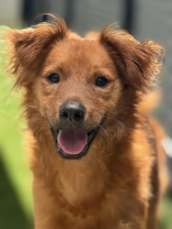 An adult small-sized male Chihuahua dog named Kevin for adoption in San Diego, CA