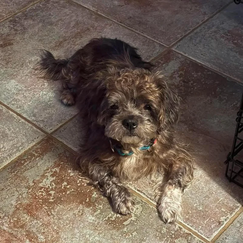An adult small-sized male Gray / Blue / Silver Poodle (Toy) dog named Dillard for adoption in Benbrook, TX
