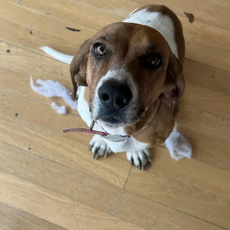 Willowdaisy thumbnail 2