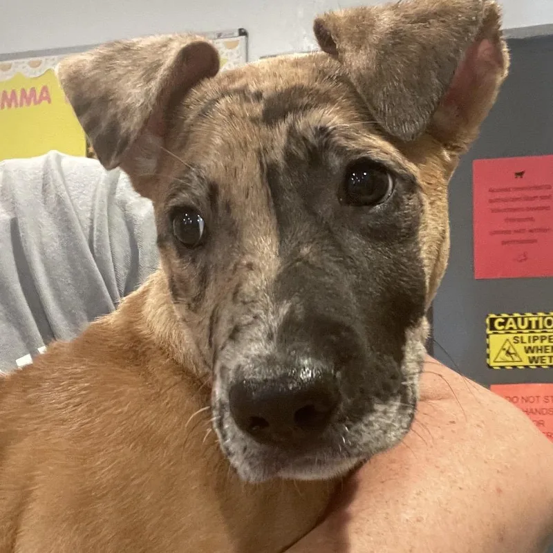A baby small-sized female Yellow / Tan / Blond / Fawn Hound dog named Slurpee Mcgee for adoption in Port Charlotte, FL