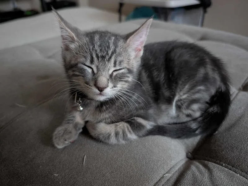 A baby small-sized male Tabby (Gray / Blue / Silver) Domestic Short Hair cat named Ace for adoption in Hollister, CA