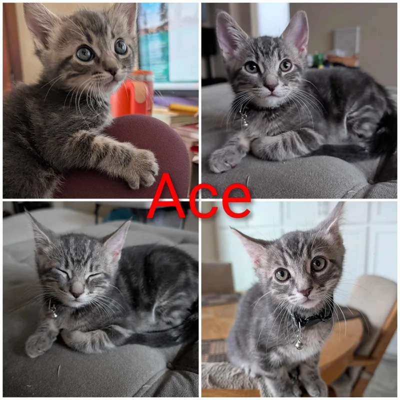 Ace thumbnail 2