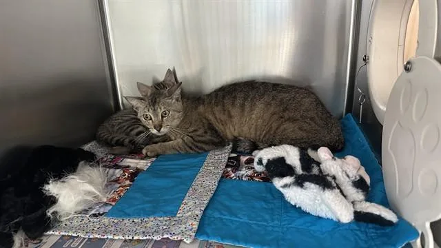 A young small-sized female Domestic Short Hair cat named Ariana for adoption in Riverside, CA
