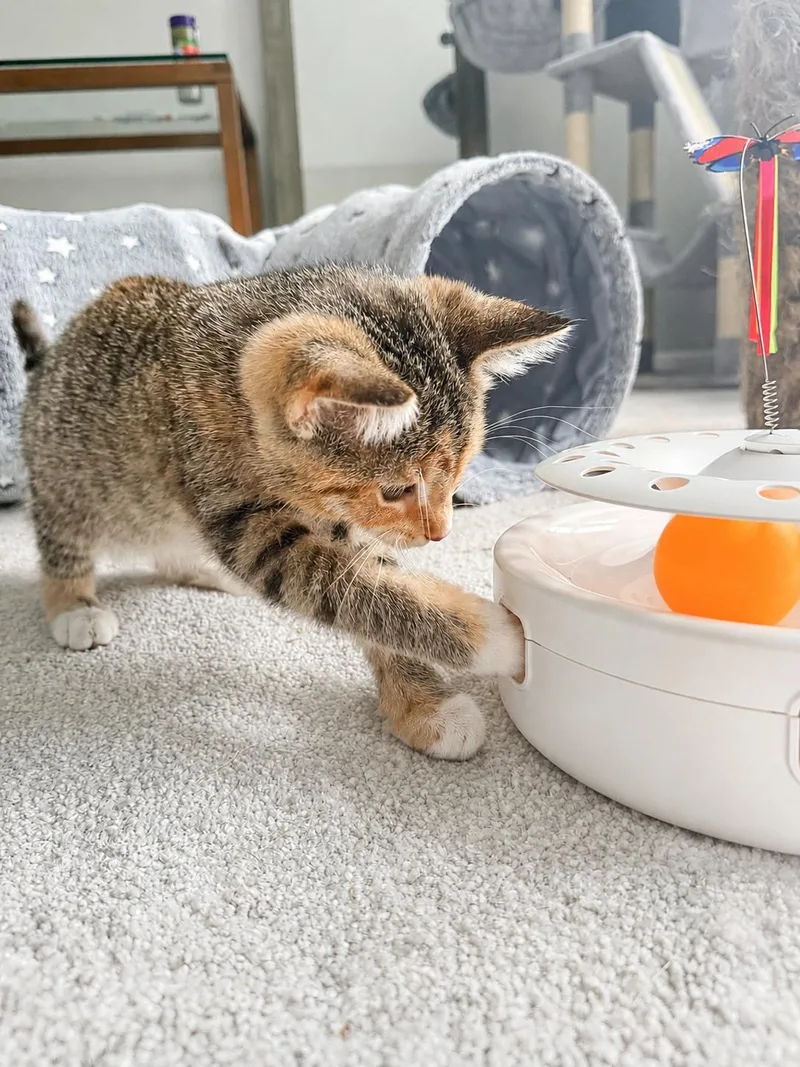 A baby medium-sized female Tabby (Brown / Chocolate) Tabby cat named Matcha for adoption in Pickerington, OH