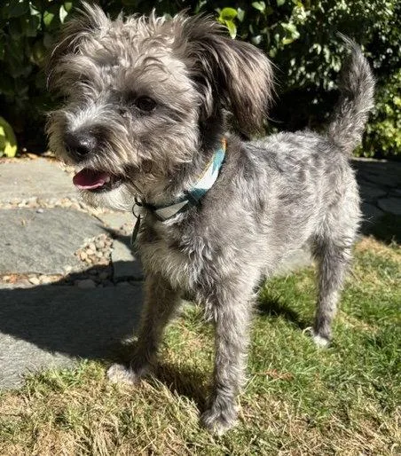 An adult small-sized female Poodle dog named Patty for adoption in Seattle, WA