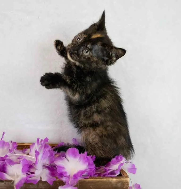 Pennywise thumbnail 3