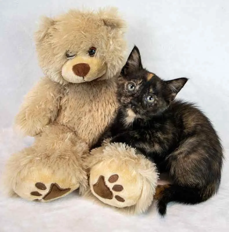 Pennywise thumbnail 4