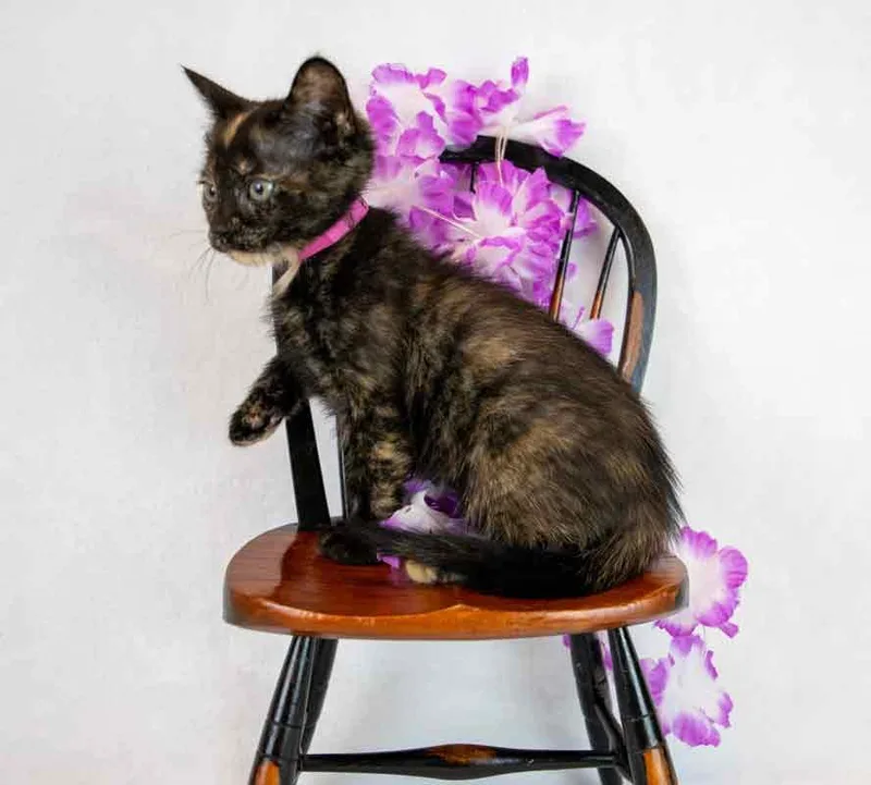 Pennywise thumbnail 5