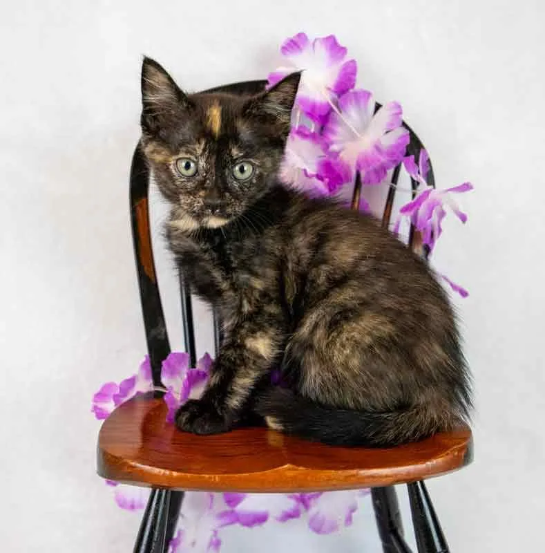 Pennywise thumbnail 6