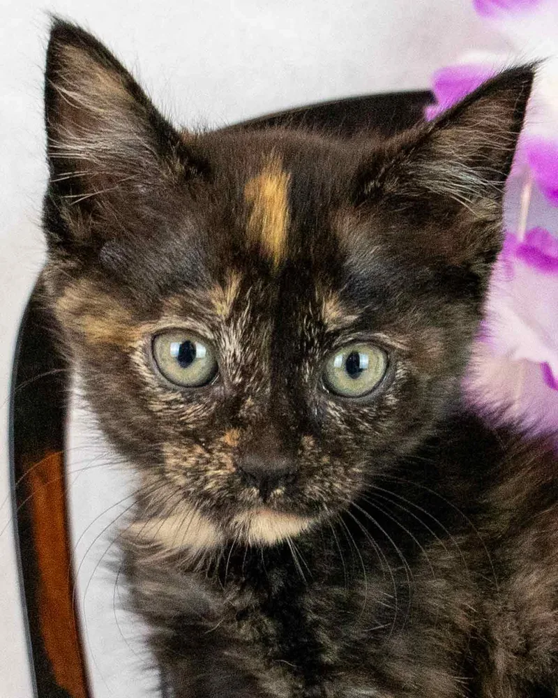 A baby medium-sized female Domestic Short Hair cat named Pennywise for adoption in Kennesaw, GA