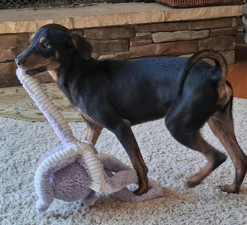 A young medium-sized male Beagle dog named Bennie for adoption in Cookeville, TN